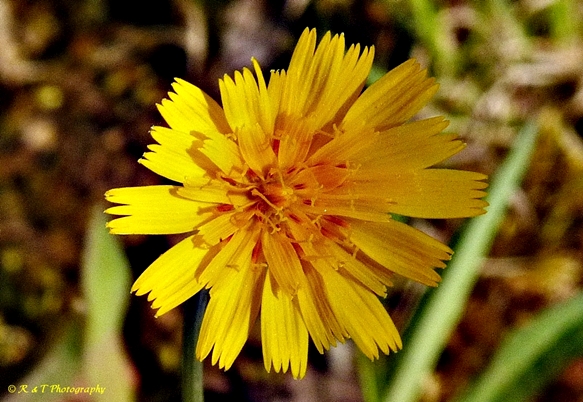 {Krigia dandelion}